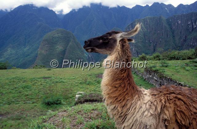 perou 04.JPG - LamaMachu PicchuPérou